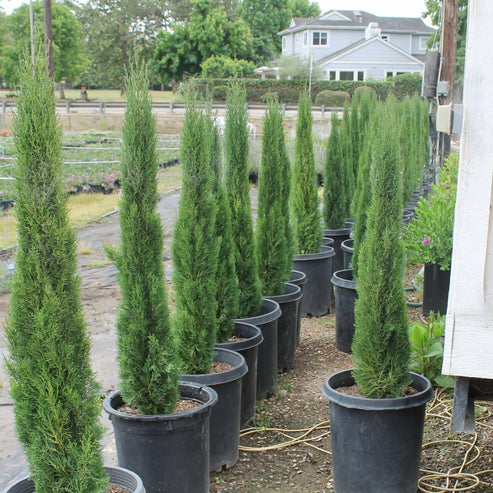 Dwarf Italian Cypress: Tiny Tower | Plants Express