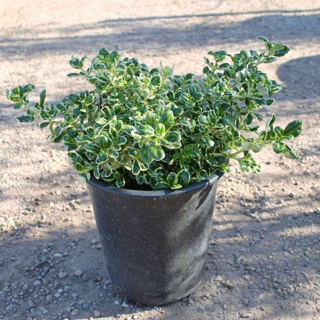 mirror pot plant Dwarf Variegated Mirror Plant – Plants Express