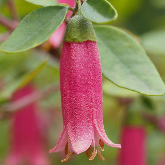 Red Australian Fuchsia (7927859446015)