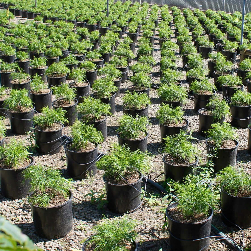 Acacia Cousin Itt (7823949136127)