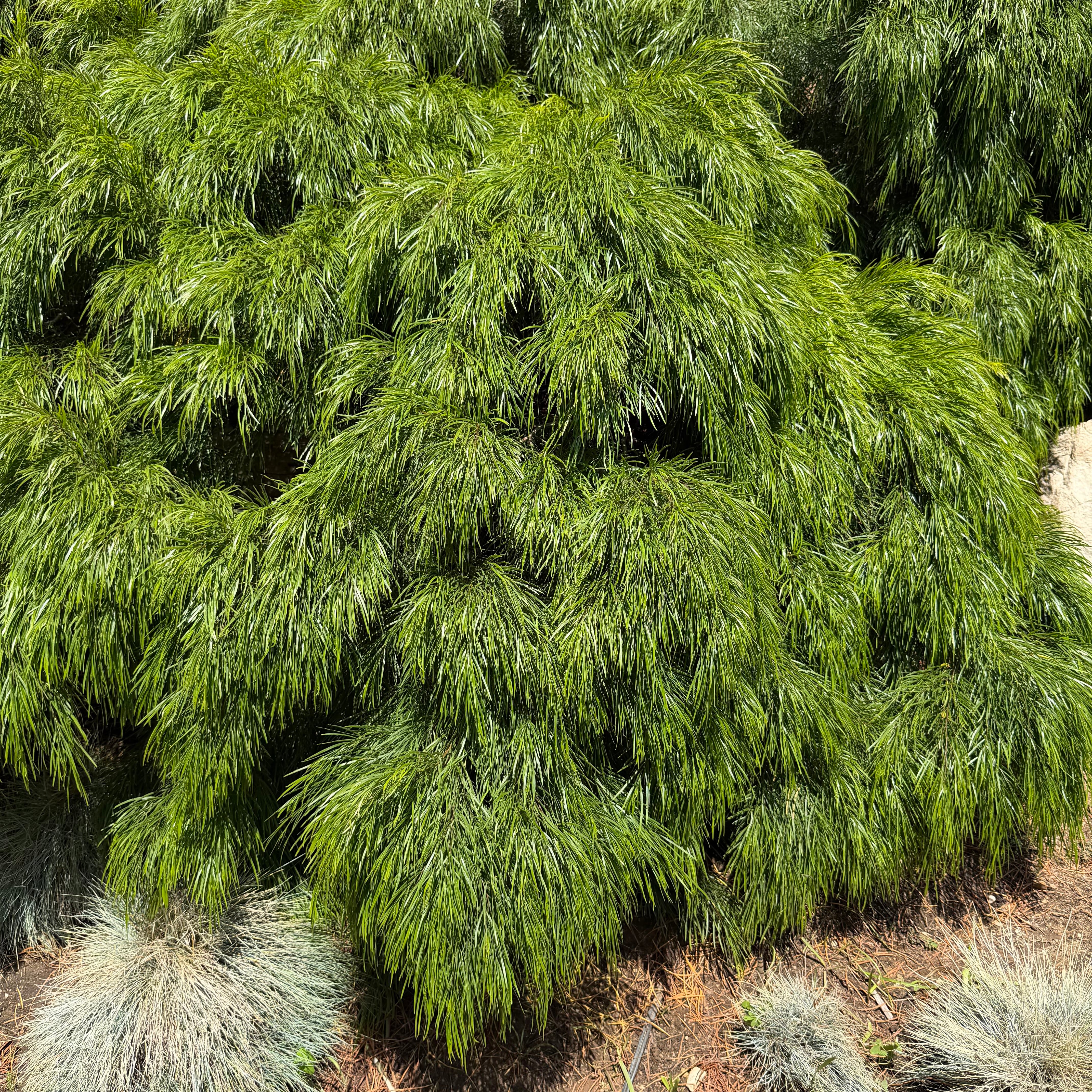 Plants Express Acacia Cousin Itt