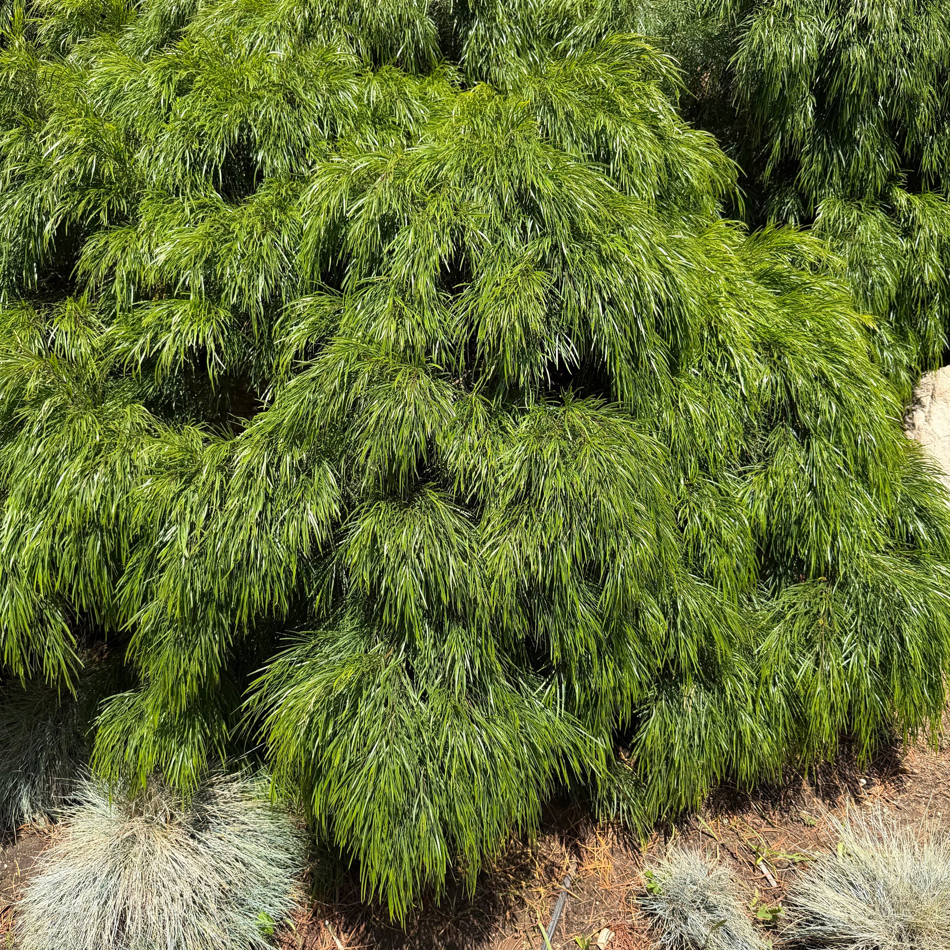 Acacia Cousin Itt