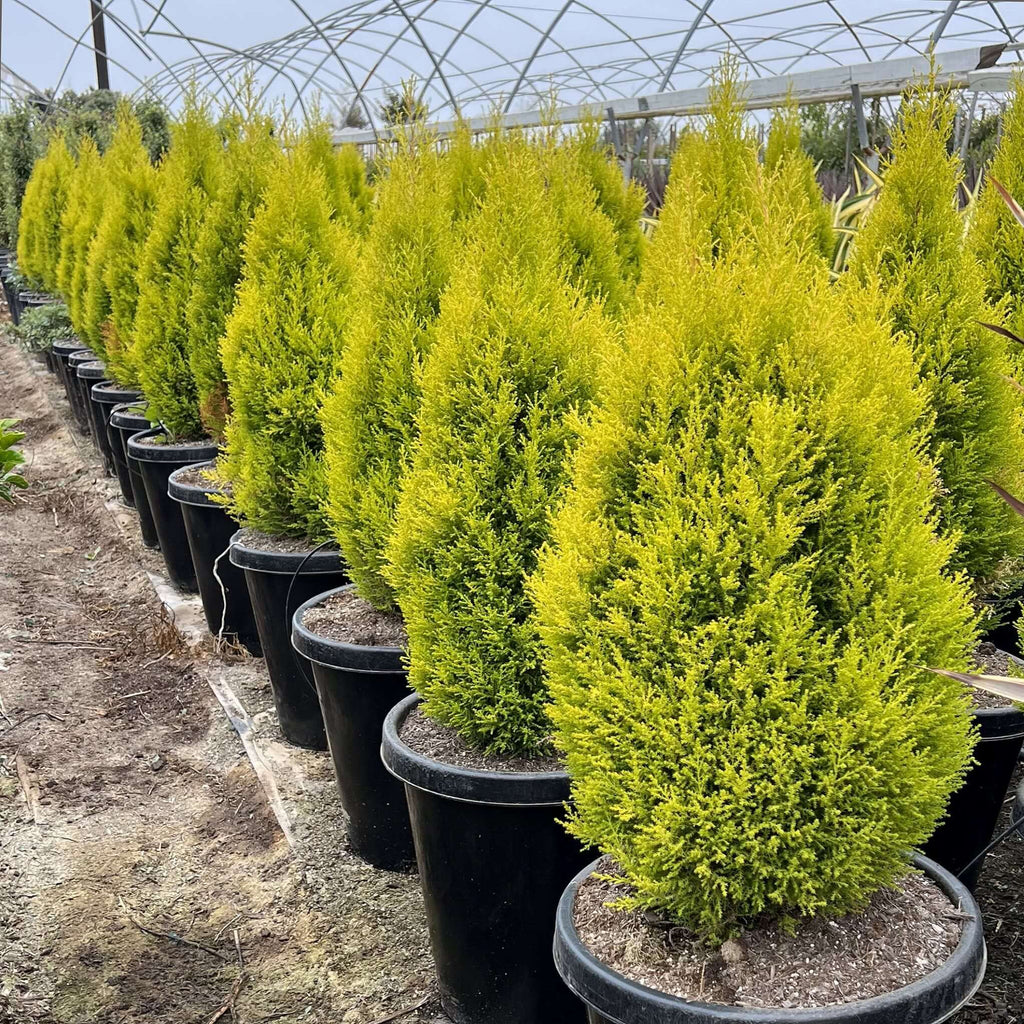 Wilma Goldcrest Cypress 15 Gallon Container Size Covered Nursery