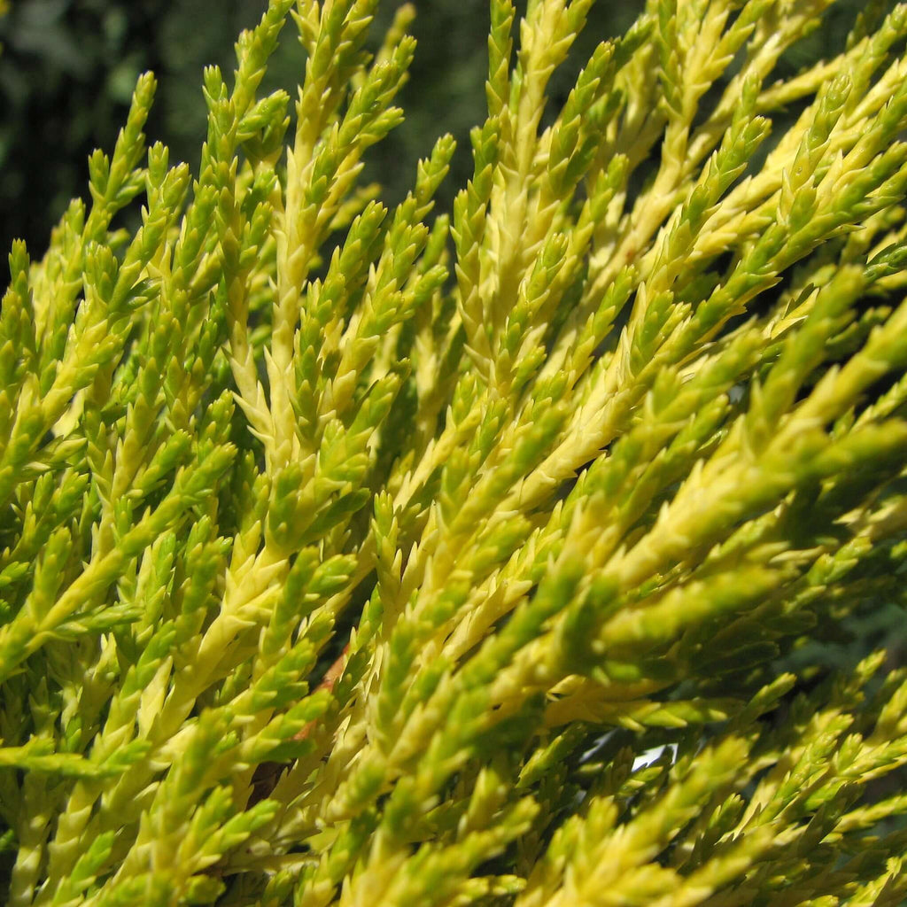 Wilma Golden Cypress Tree Foliage Close Up 