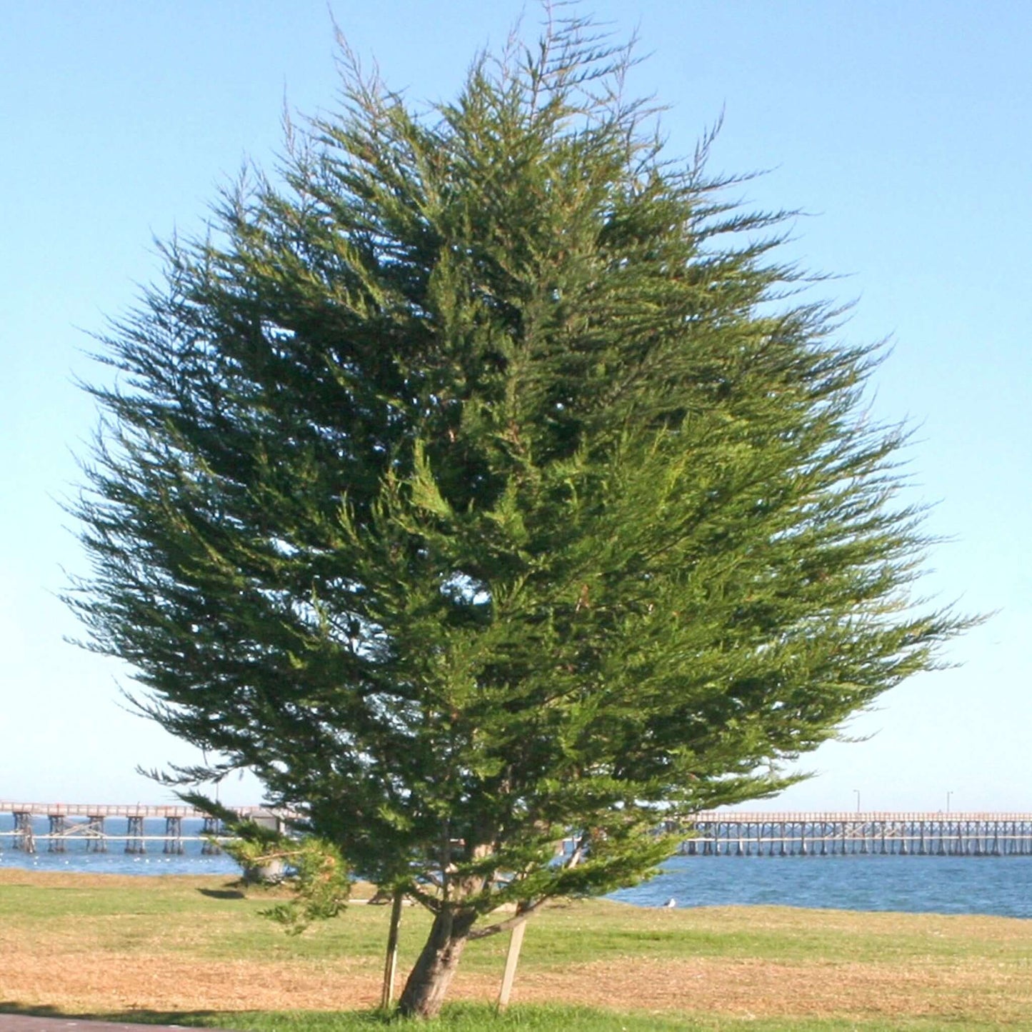 Monterey Cypress Mature California Coastal Park Location