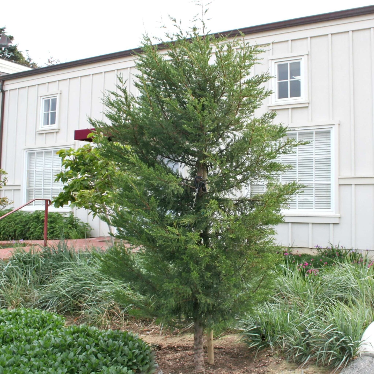 Monterey Cypress Tree Coastal Landscape Setting