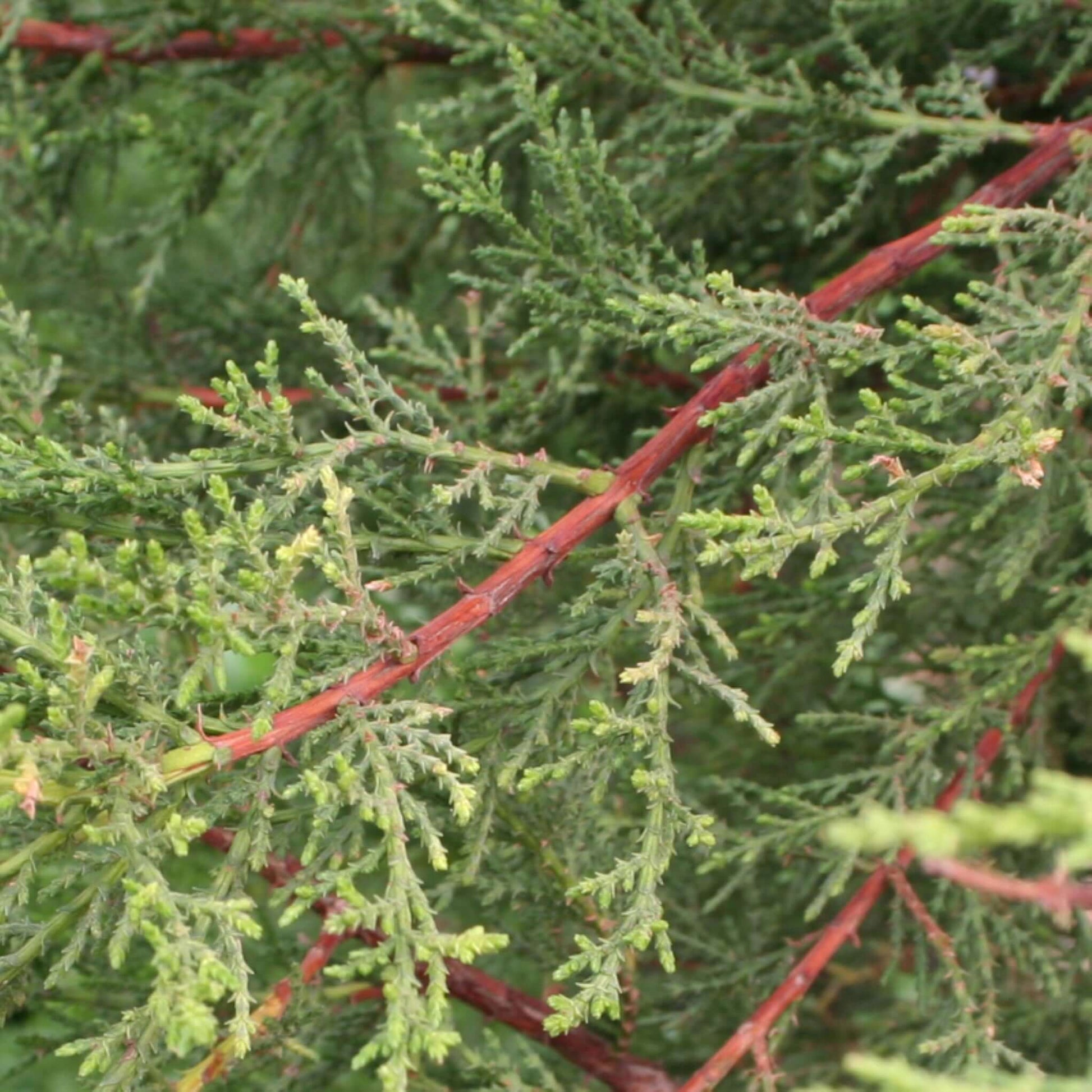 Monterey Cypress Foliage