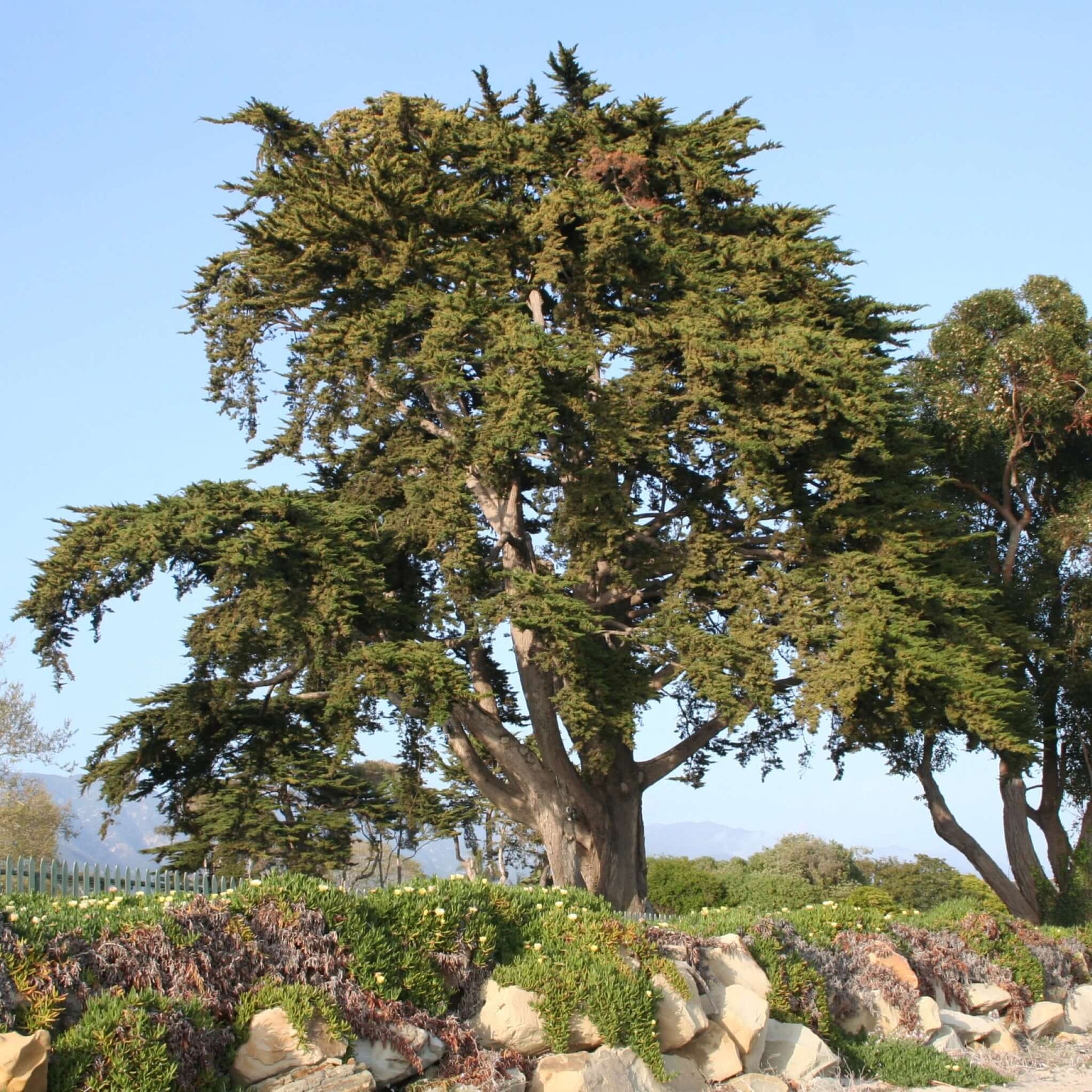 Monterey Cypress Mature Tree California Coastal Location