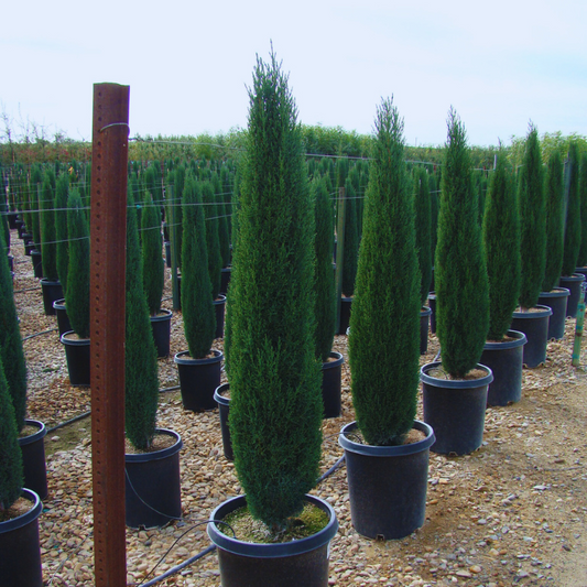 Cupressus sempervirens 'Compacta'