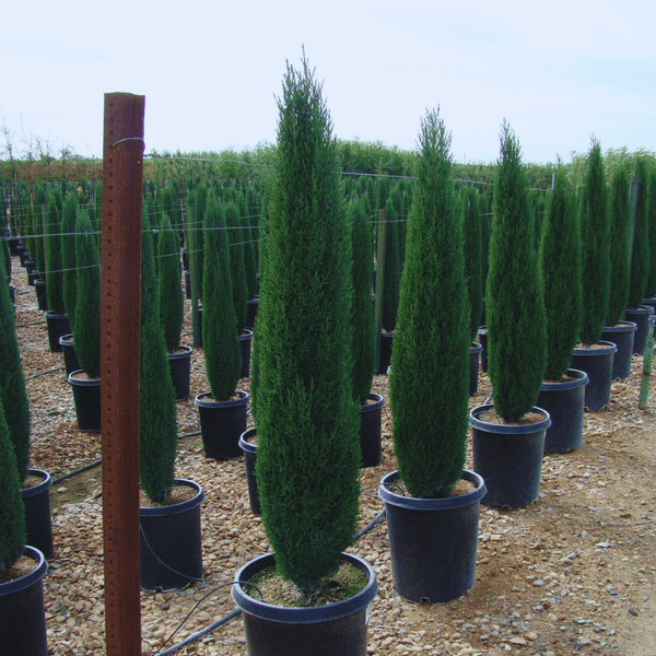 Dwarf Italian Cypress: Tiny Tower | Plants Express