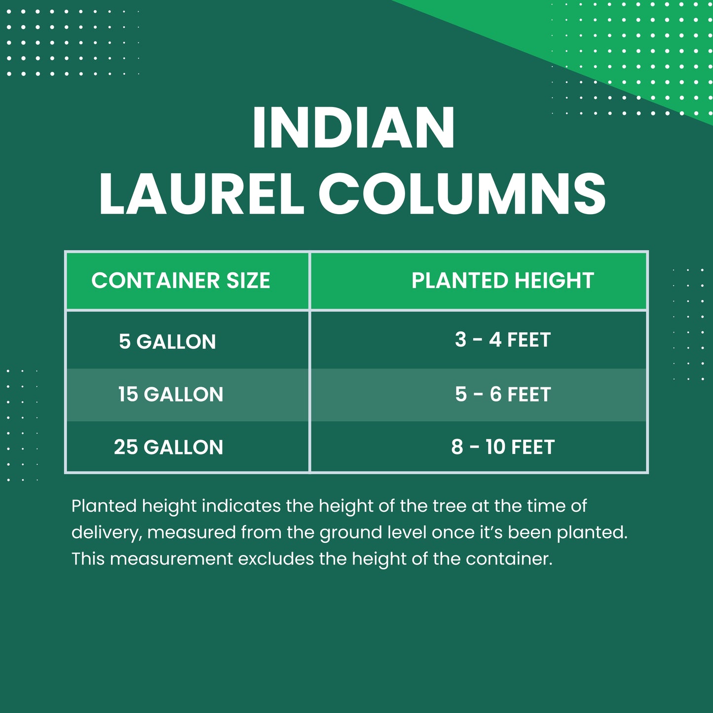 ficus nitida Size Chart 