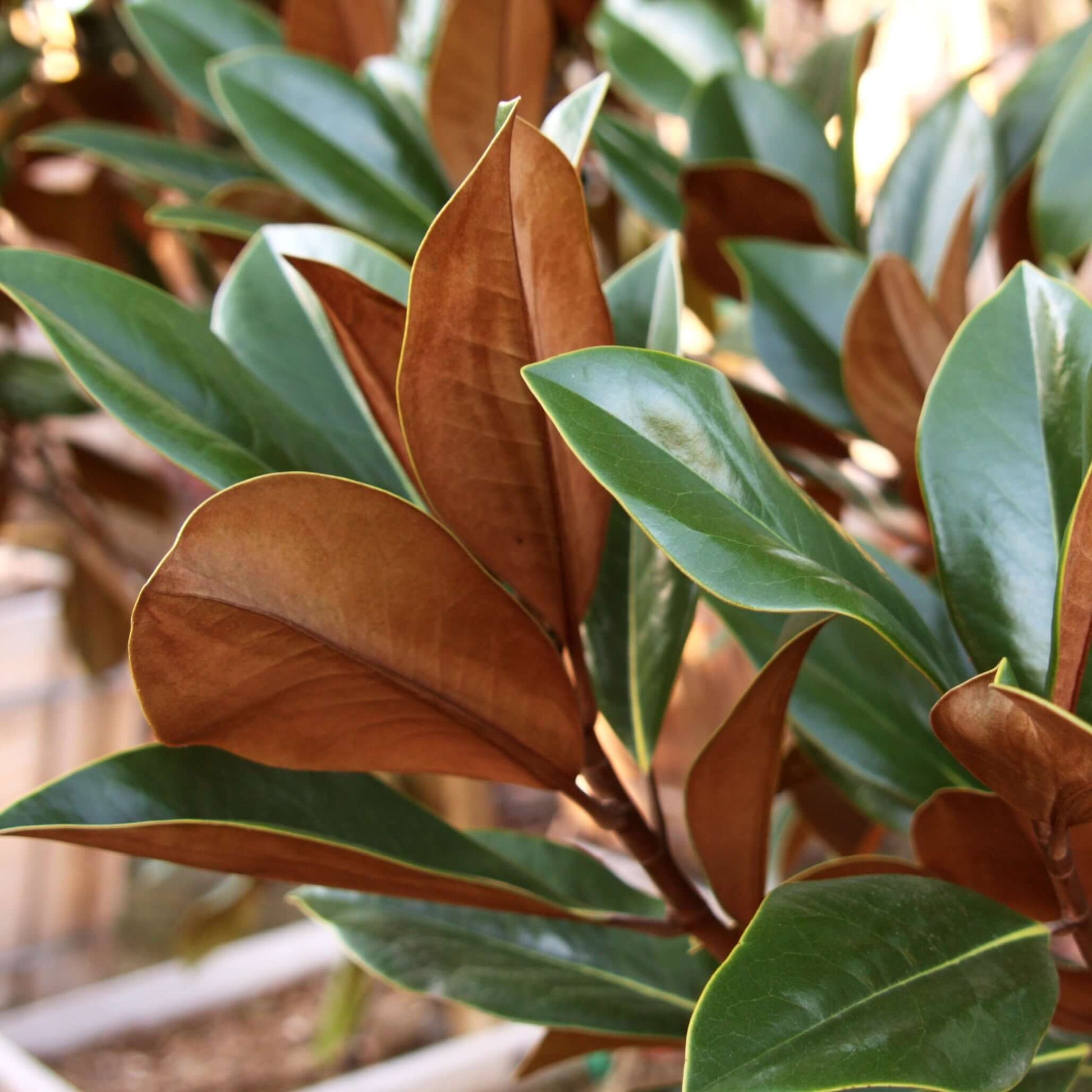 Magnolia grandiflora DD Blanchard, Southern Magnolia