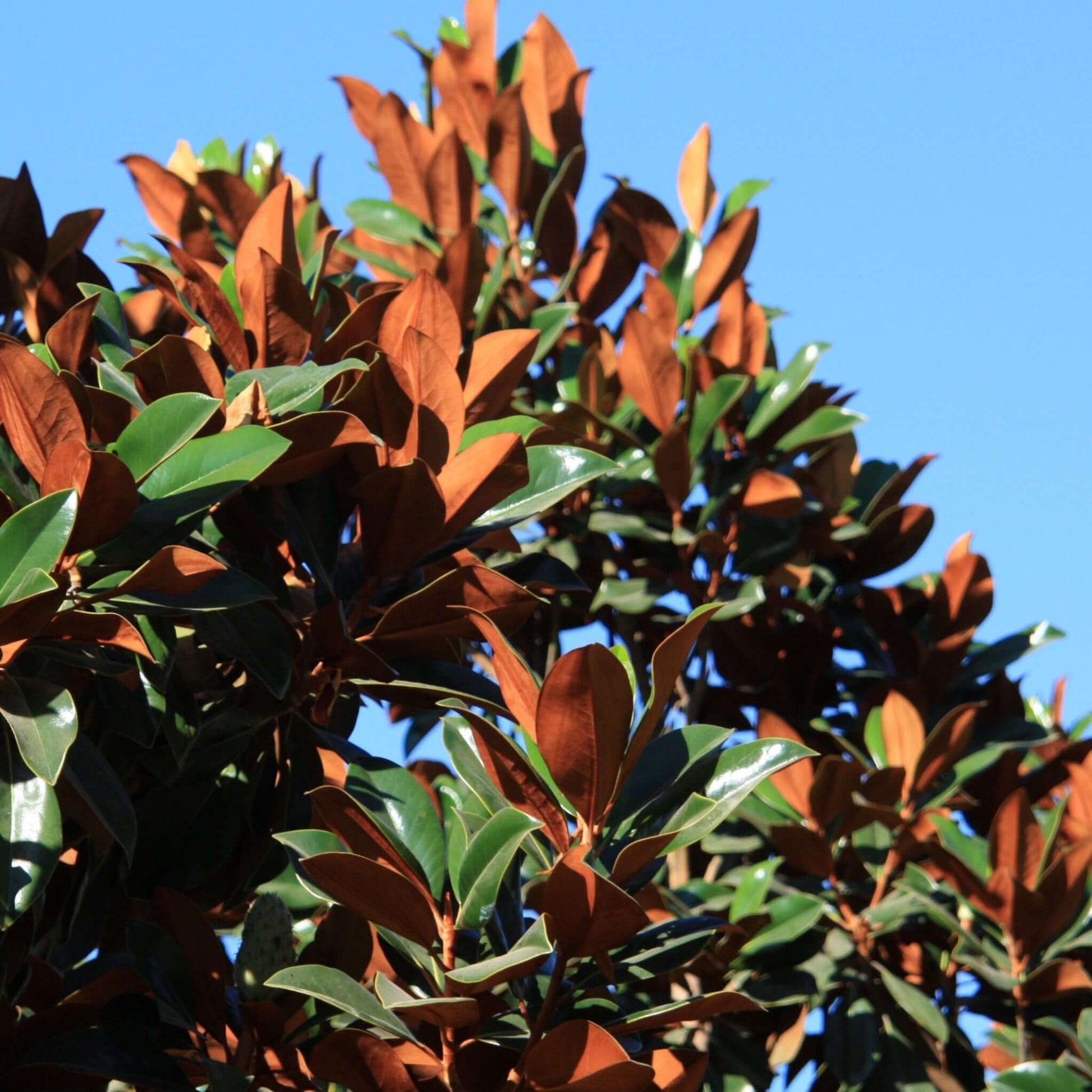 Magnolia grandiflora DD Blanchard, Southern Magnolia