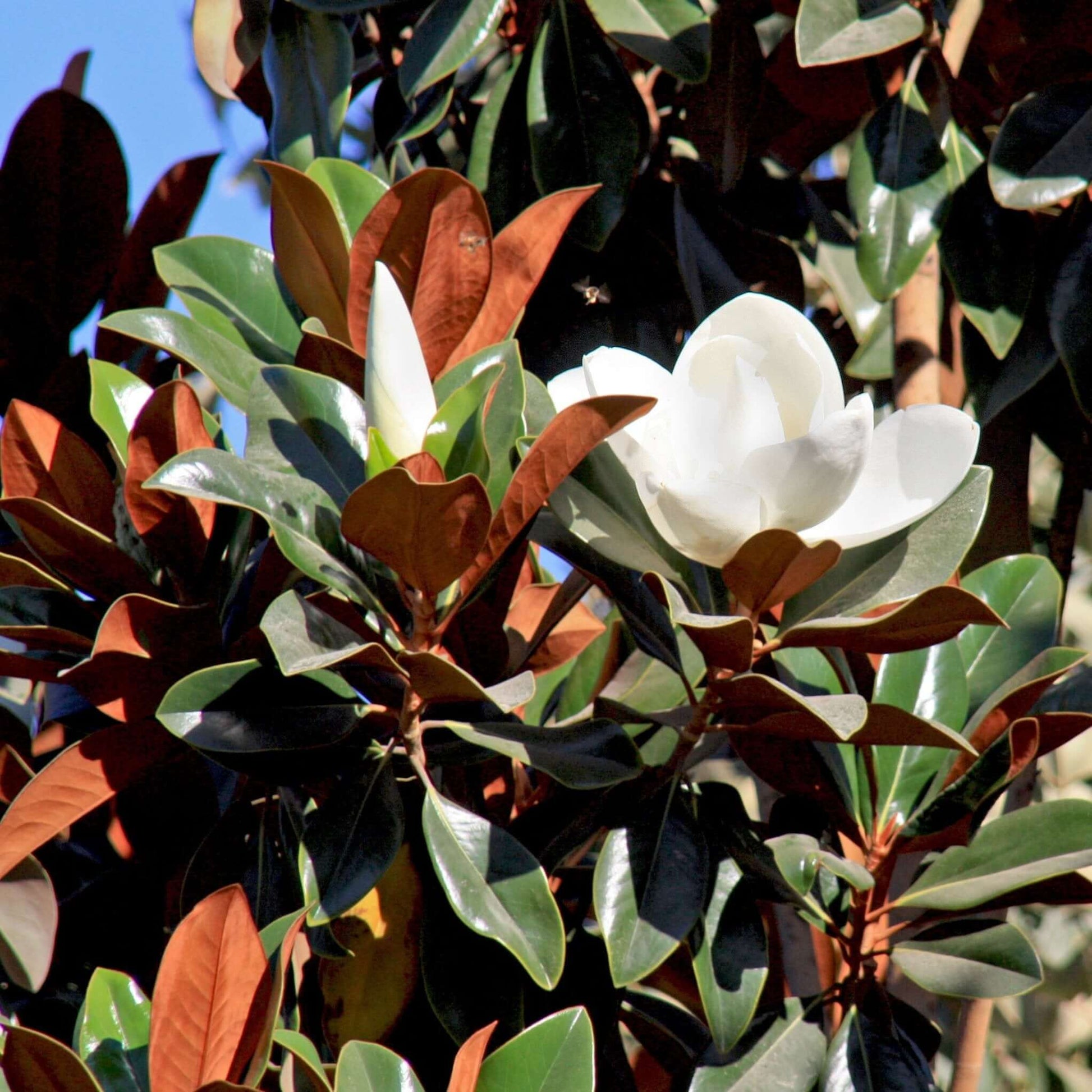 Magnolia grandiflora DD Blanchard, Southern Magnolia