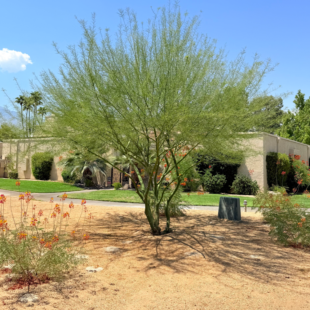 Desert Museum Palo Verde