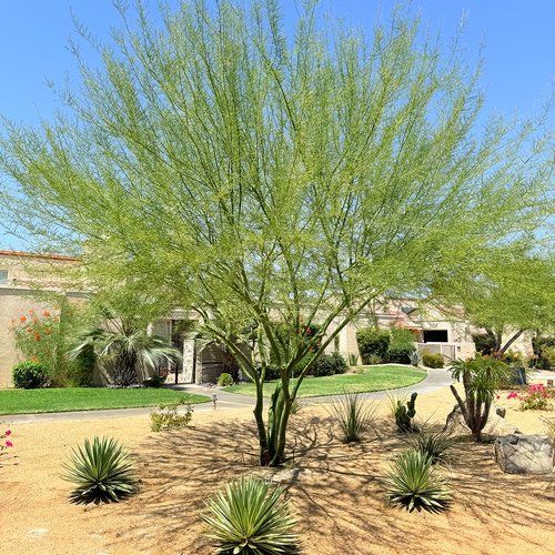 palo verde bonsai tree Desert Museum Palo Verde (Cercidium 'Desert Museum') – Plants Express
