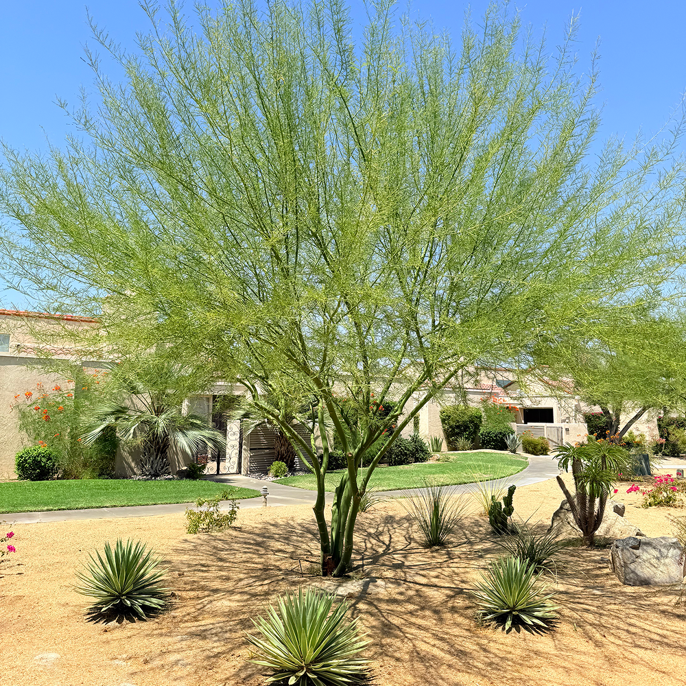 Desert Museum Palo Verde