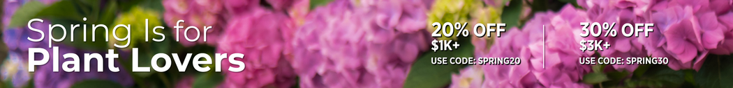 Best Hedge Plants to Define Outdoor Spaces | Plants Express