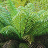 Tasmanian Tree Fern
