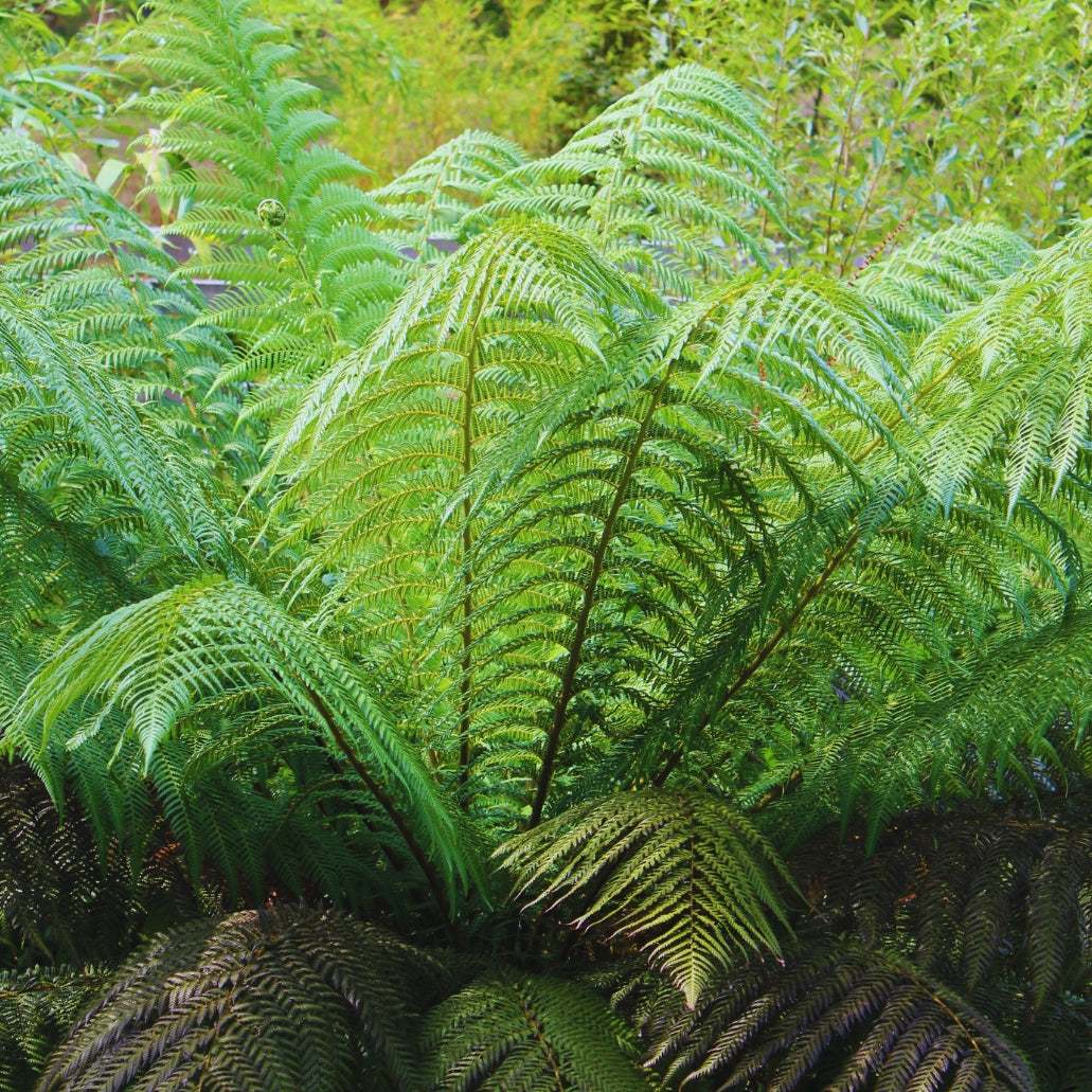 Dicksonia antarctica (Tasmanian Tree Fern)