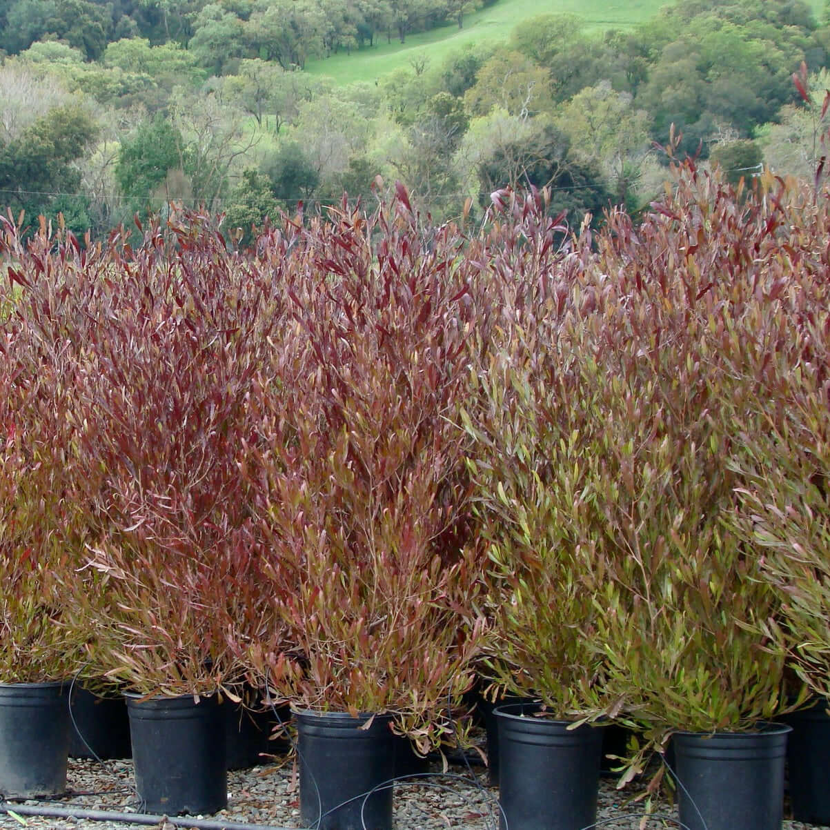 Purple Hopseed Bush | Plants Express