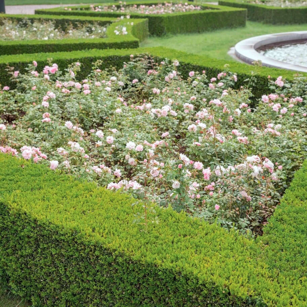 Dwarf English Boxwood 