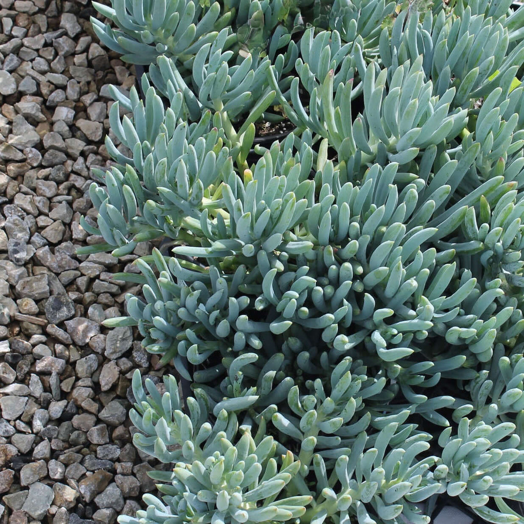 blue chopsticks succulent Senecio Serpens Blue Chalksticks