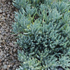 Senecio Serpens Blue Chalksticks
