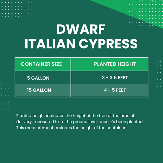 Dwarf Italian Cypress Size Chart