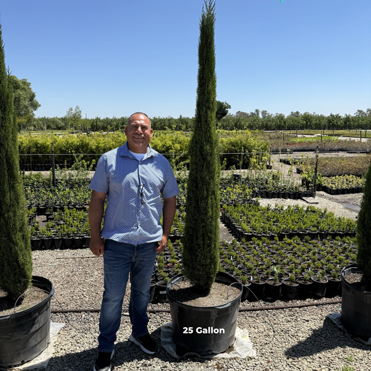 Dwarf Italian Cypress