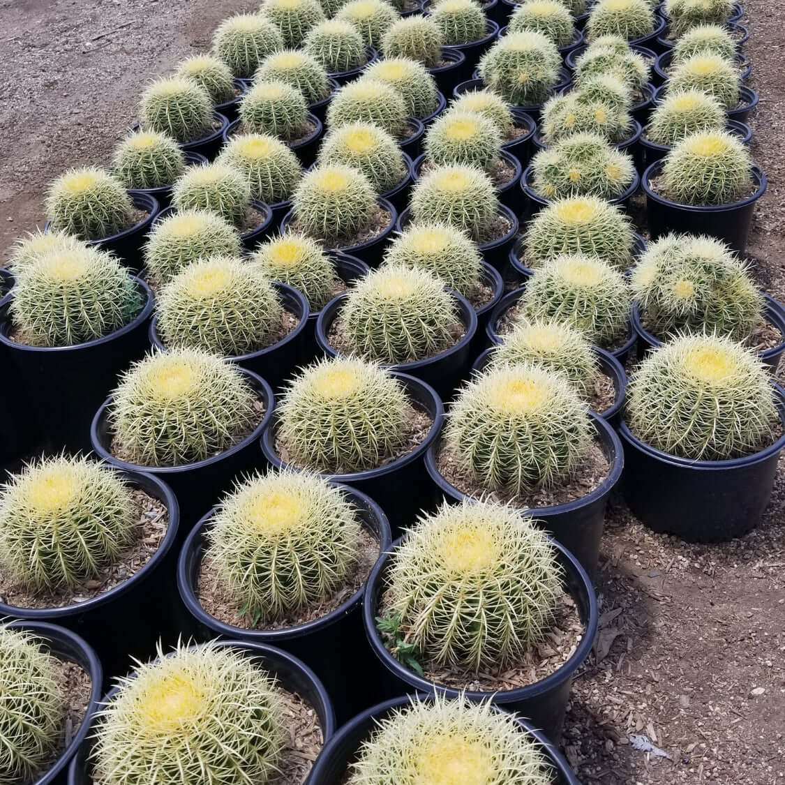 Golden Barrel Cactus