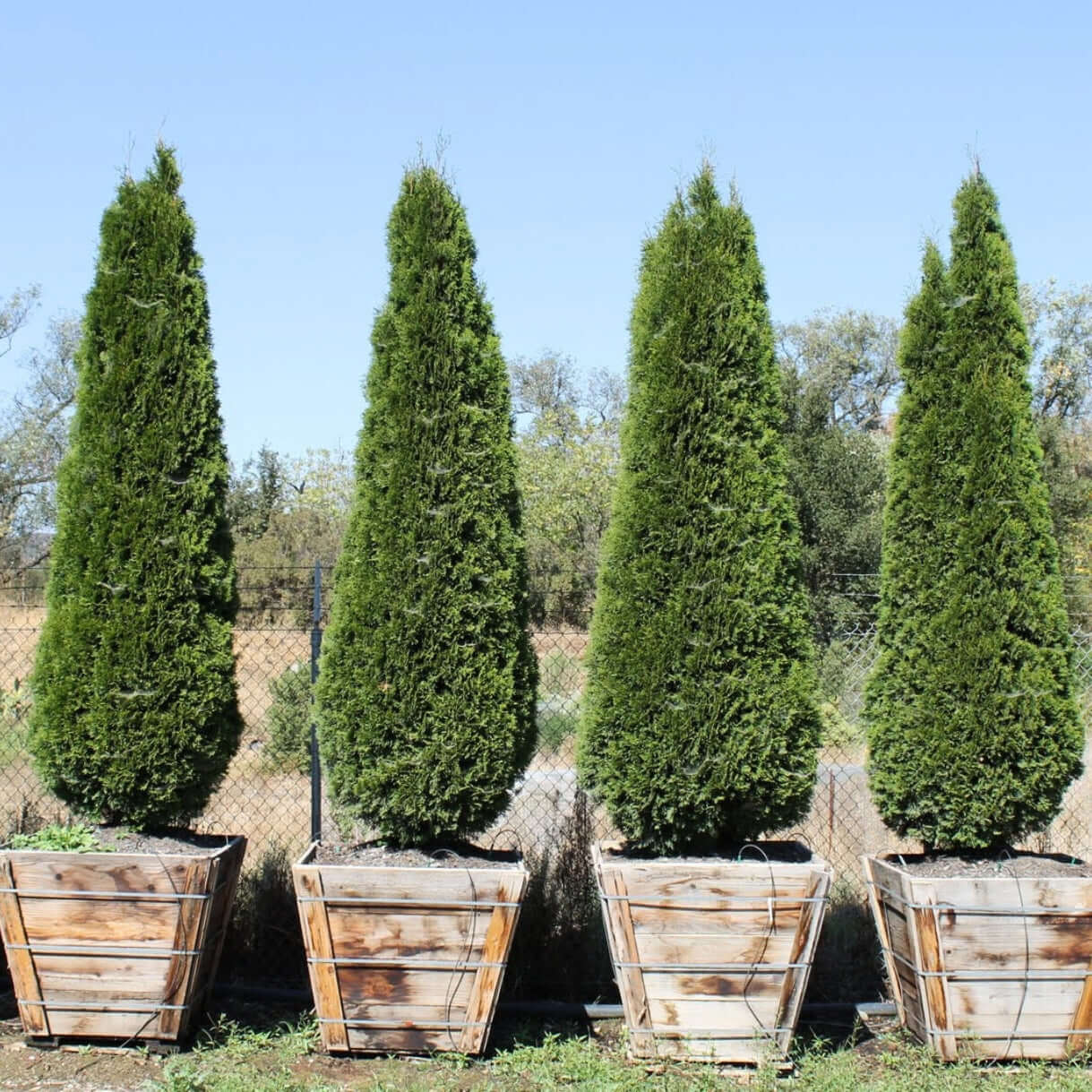 Emerald Green Arborvitae