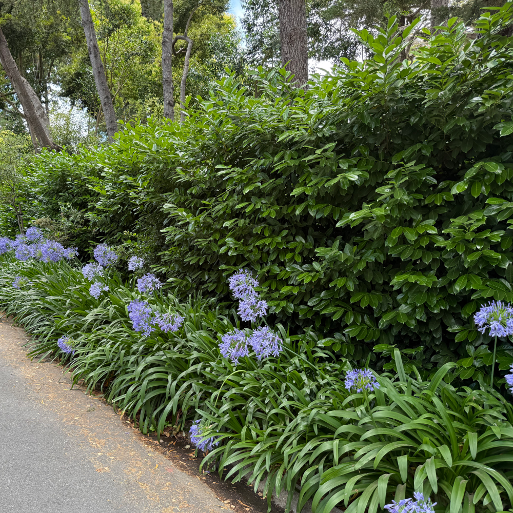 English Laurel