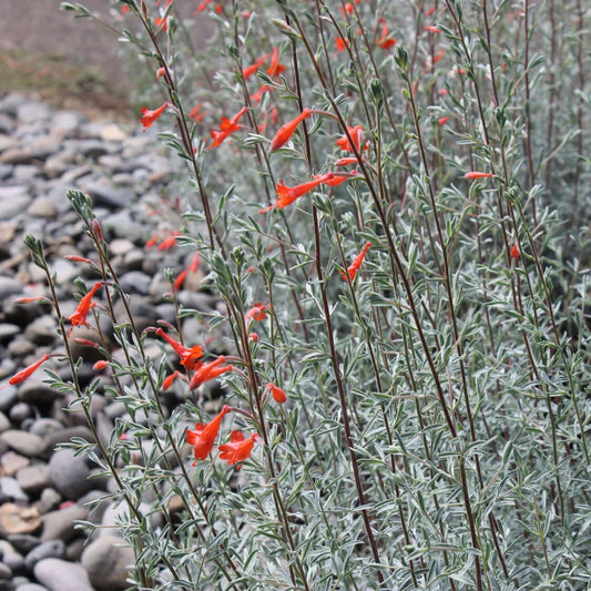 Epilobium canum (Zauschneria californica)