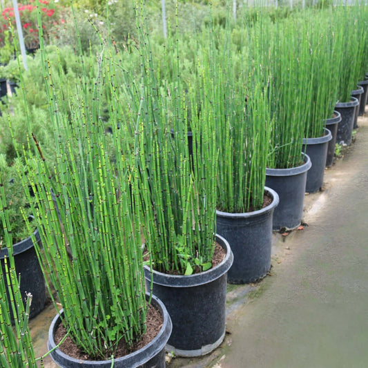 Equisetum hyemale