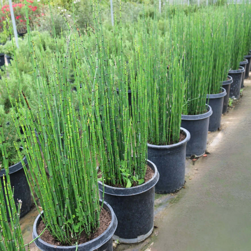 Scouring Rush Horsetail (Equisetum Hyemale) – Plants Express