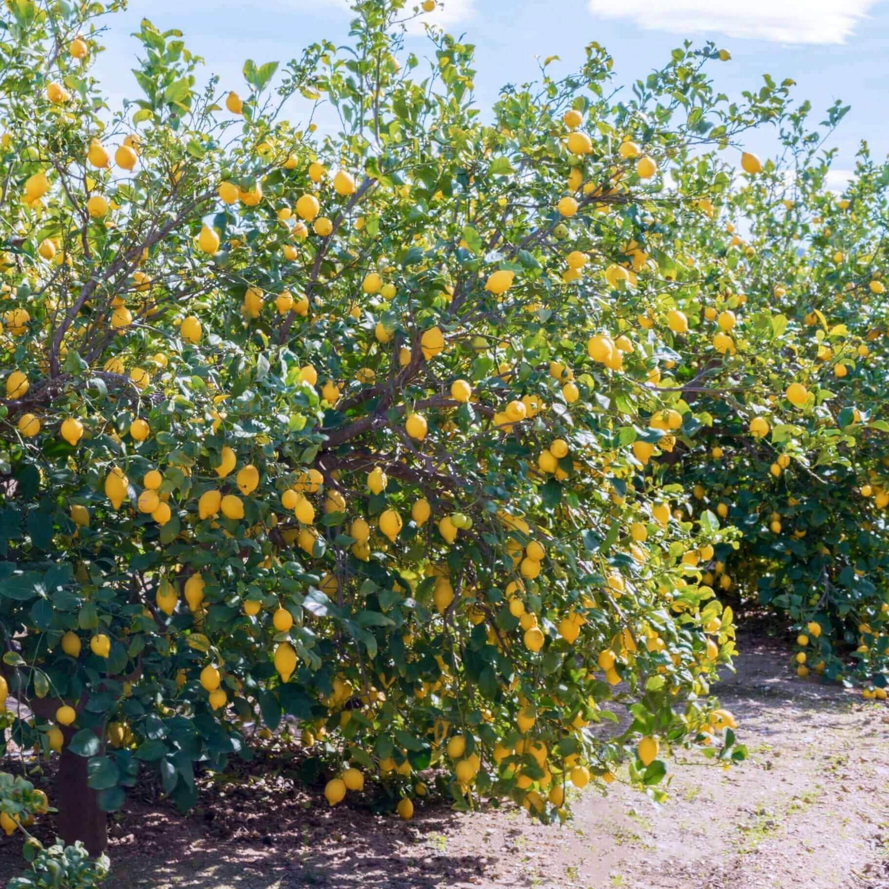 Eureka Lemon Tree (Citrus limon 'Eureka') – Plants Express
