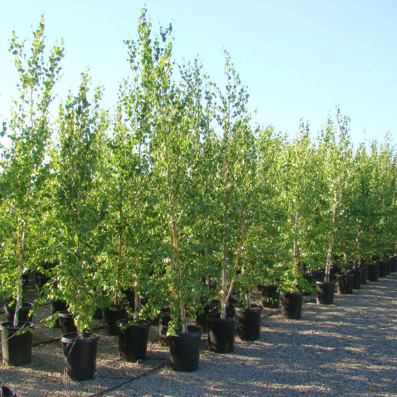 European White Birch (Betula alba)