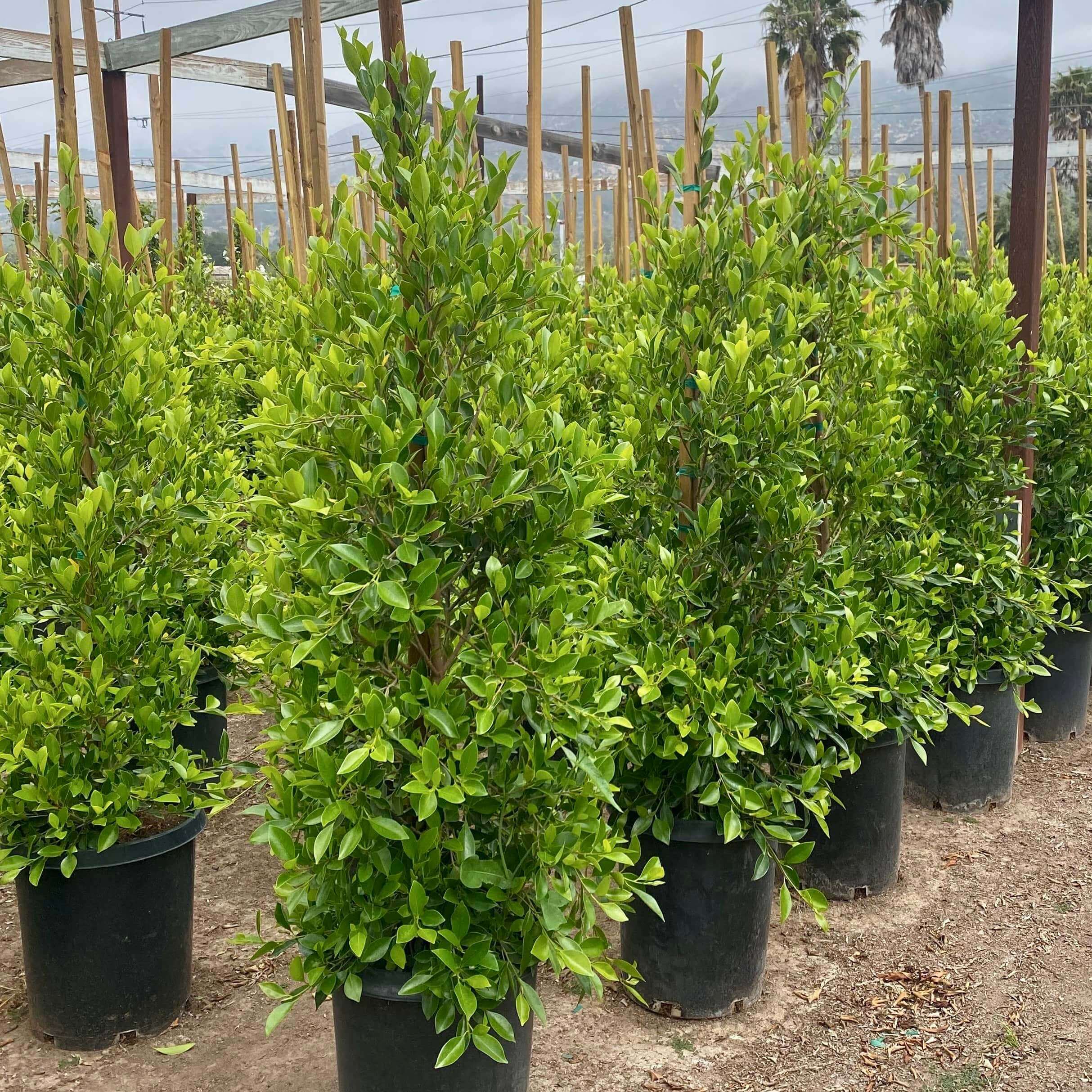 Lush Indian Laurel Columns for Privacy | Plants Express