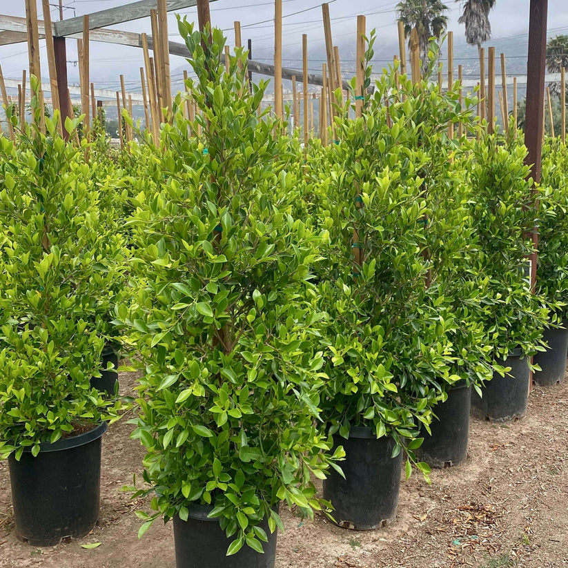 Indian Laurel Columns for Privacy | Plants Express