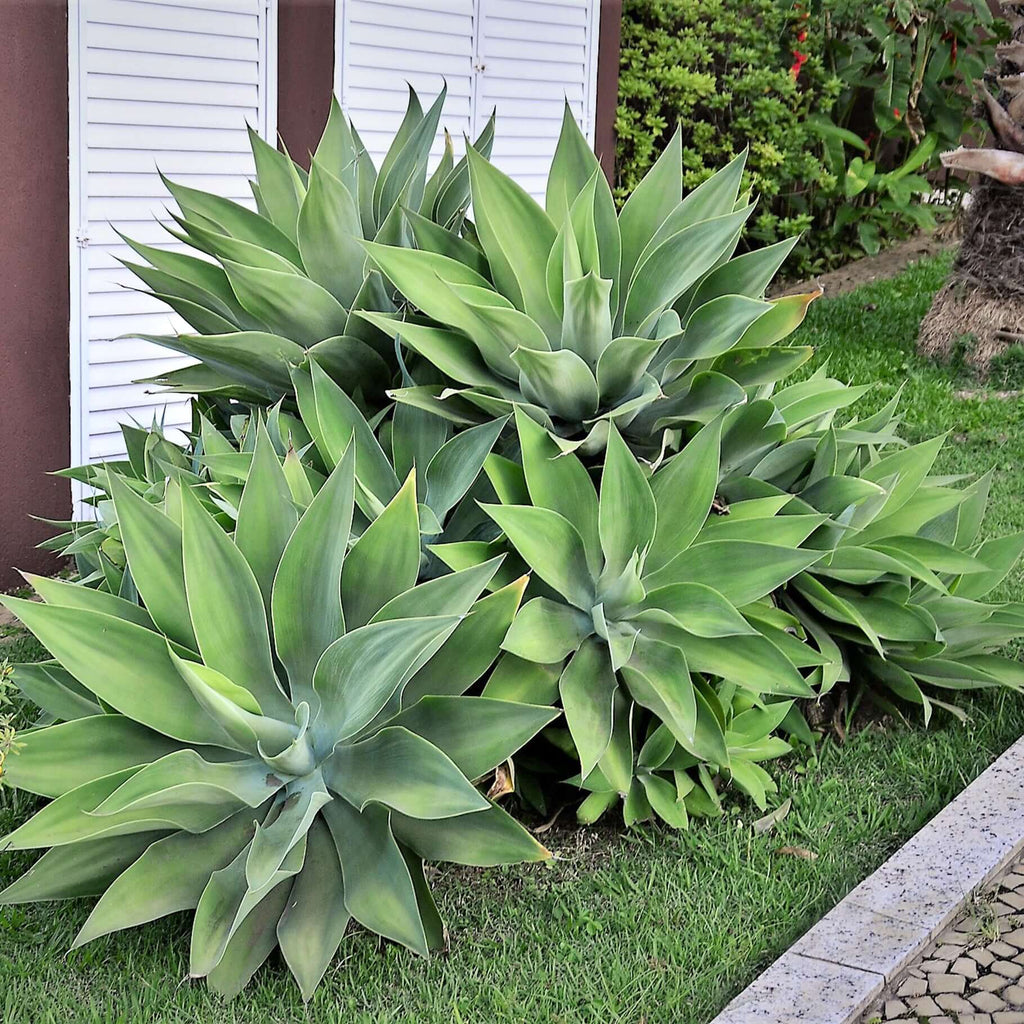 Foxtail Agave (7823948742911)