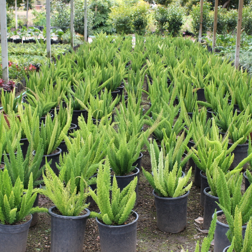 foxtail hanging plant Foxtail Asparagus Fern (Asparagus densiflorus 'Meyers') – Plants Express