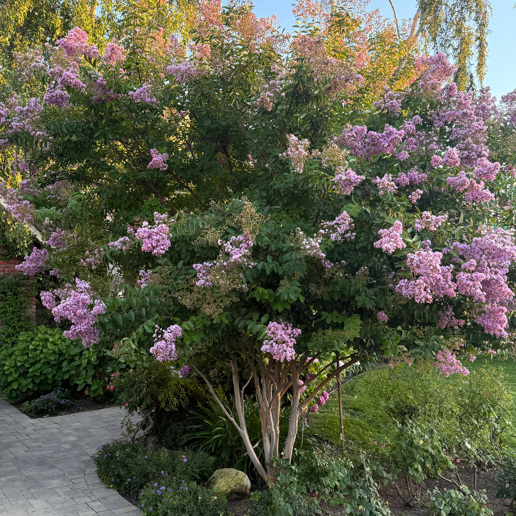 Muskogee Crape Myrtle Tree