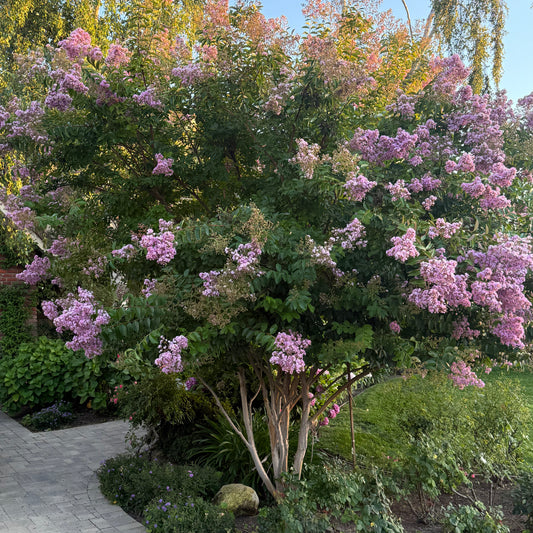 Muskogee Crape Myrtle Tree