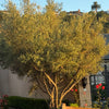 Arbequina Olive Tree