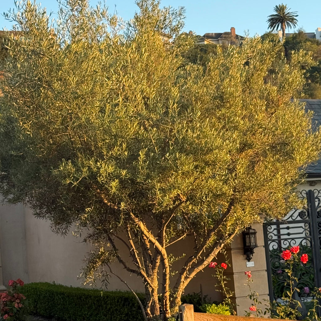 Arbequina Olive Tree