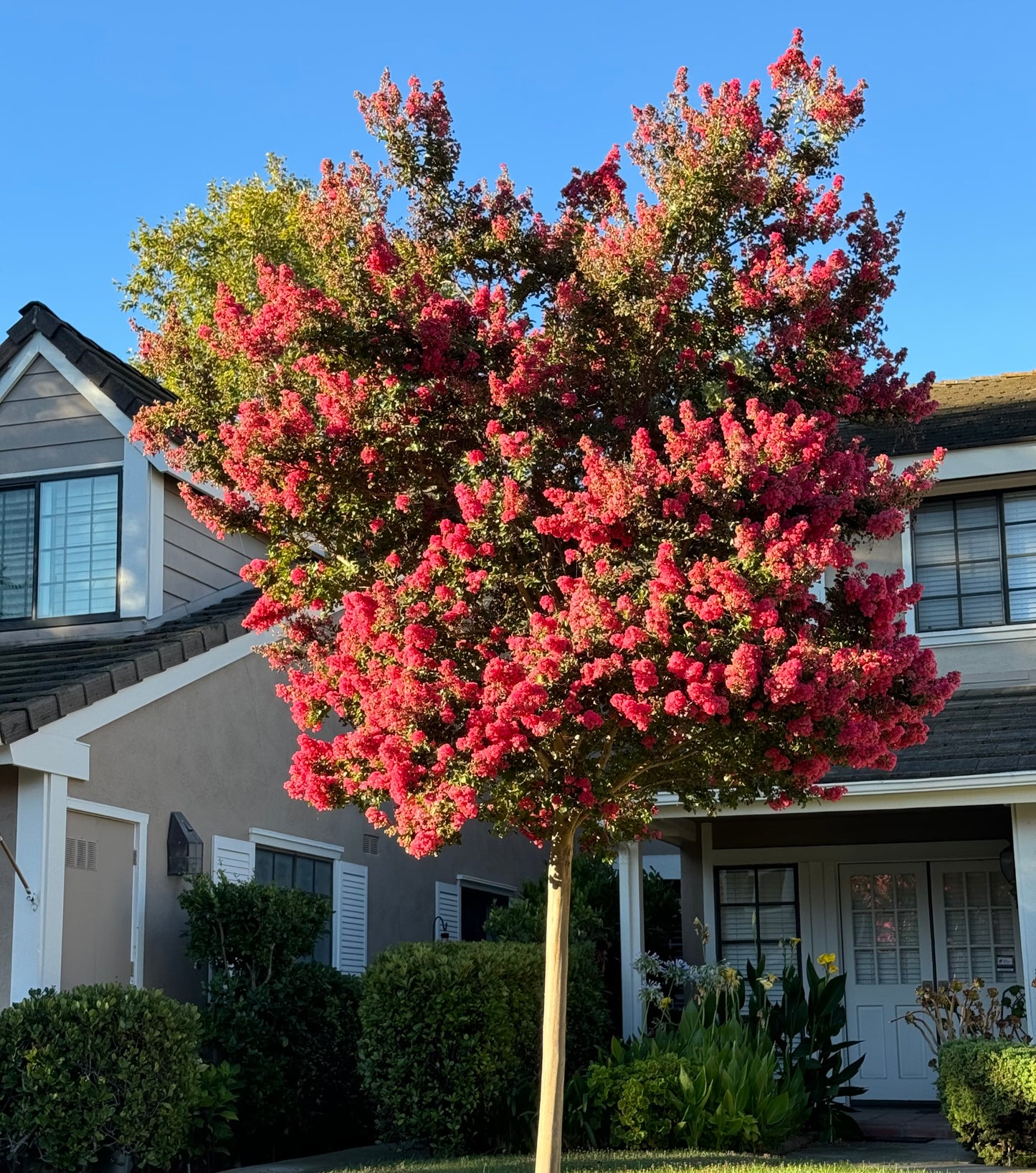 Tuscarora Crape Myrtle
