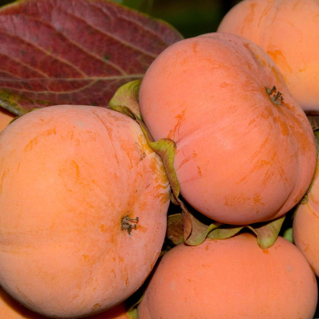 Fuyu Persimmon Tree (7823950807295)