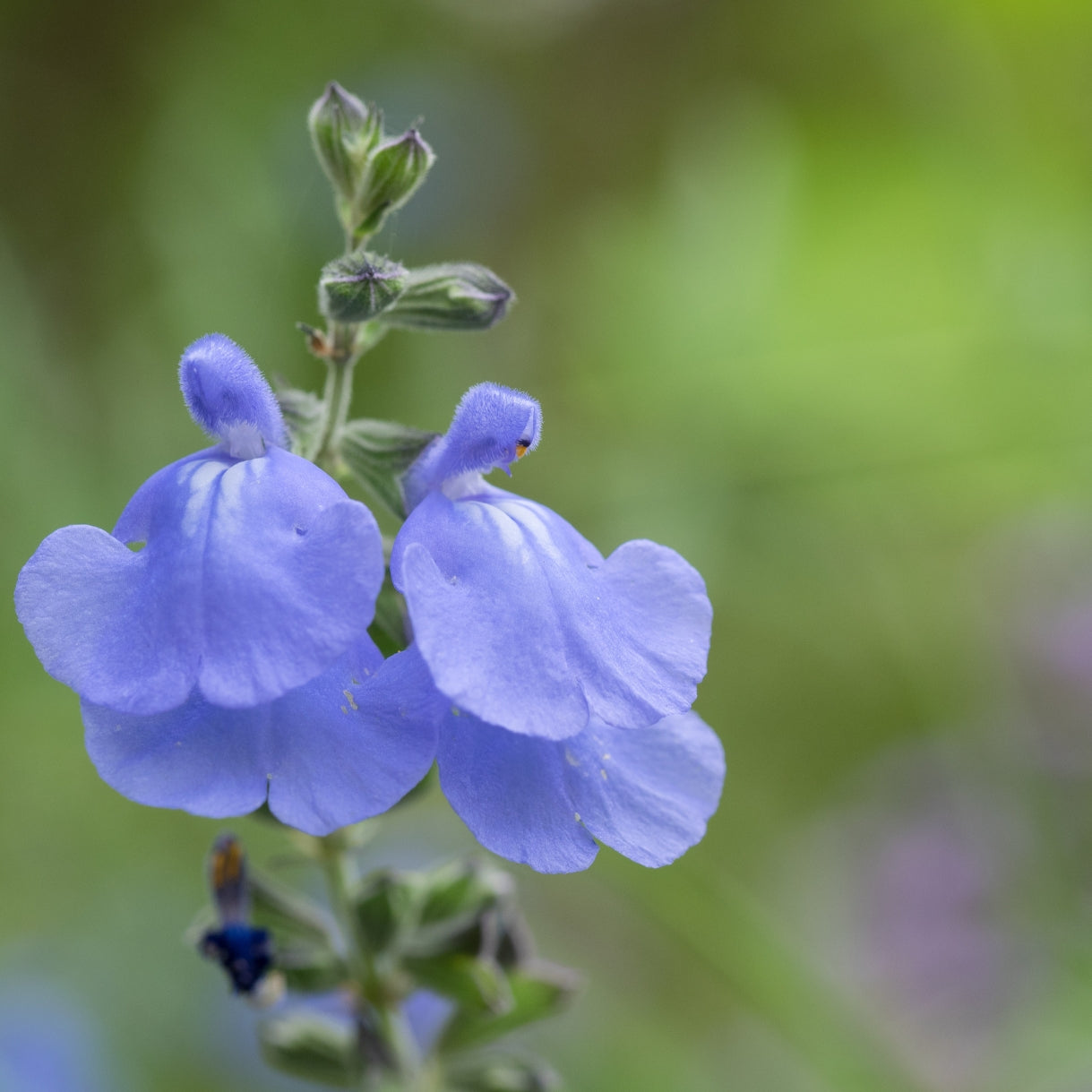 Germander Sage petal