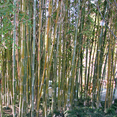 Bamboo Trees – Plants Express